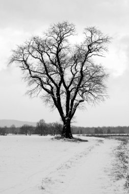A Lone snow covered tree clipart