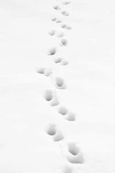 Fußspuren durch den Schnee — Stockfoto