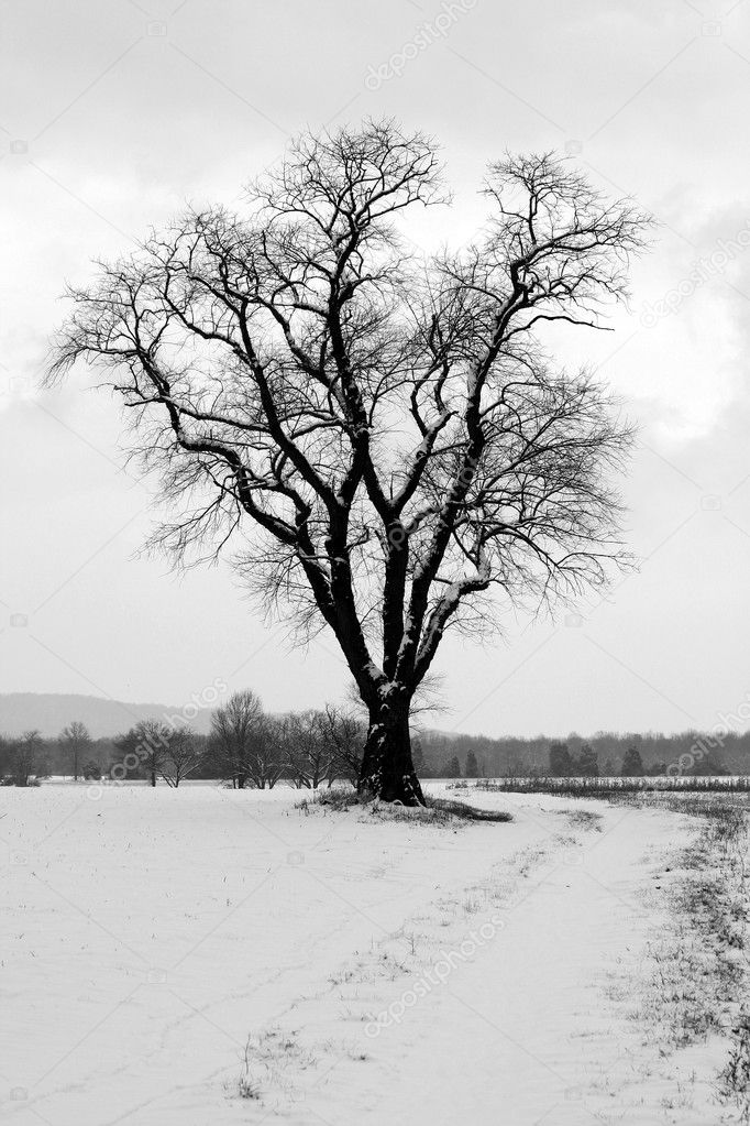 A Lone snow covered tree
