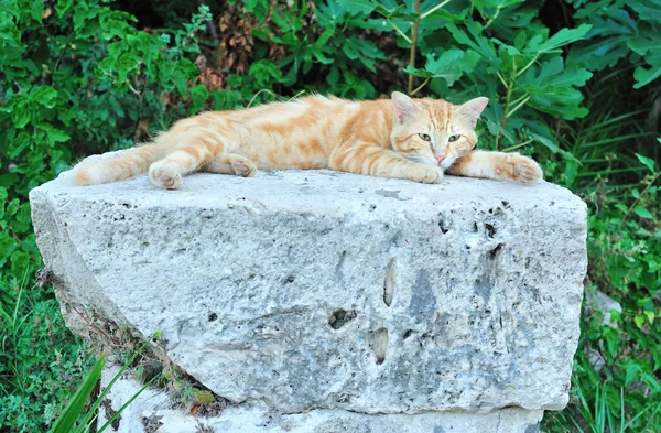 躺在一块石头上的红色瞌睡猫 — 图库照片