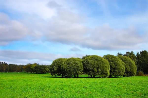 Prachtige Groene Weide Met Willows — Stockfoto