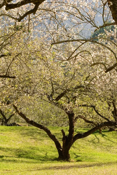 Garden of plum blossom — Stock Photo, Image