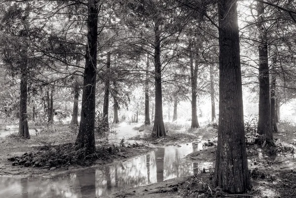 Landschap van woud — Stockfoto