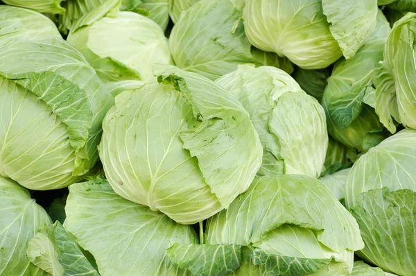 stock image Cabbages