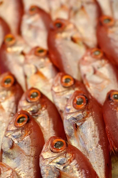 Modello di pesce — Foto Stock