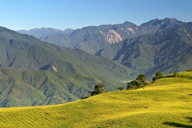 mavi gökyüzünün altında golden hill ile dağ manzarası.