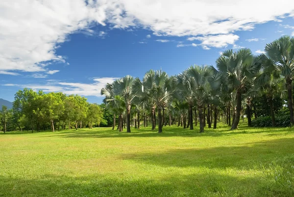 ココナッツの木々 と青い空の下で緑の草原と熱帯の風景 — ストック写真