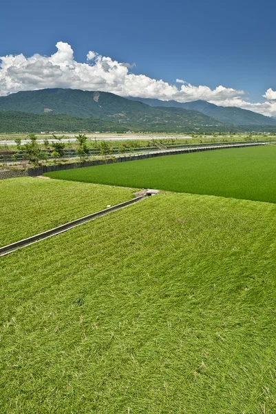 Зеленая ферма — стоковое фото