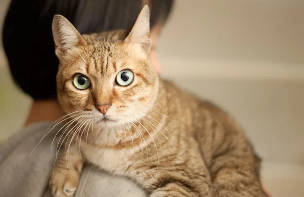 Masum bir kedi — Stok fotoğraf