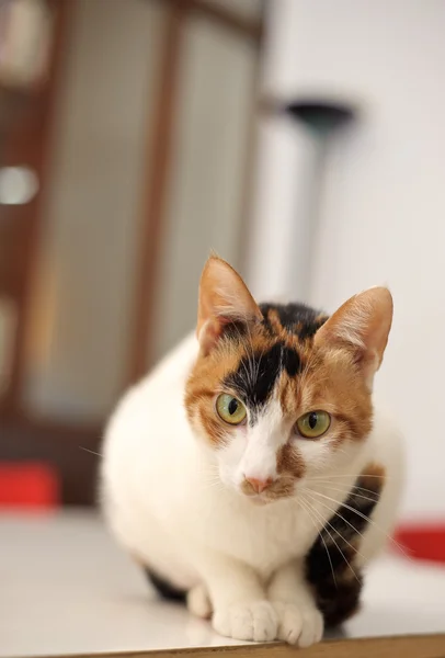 Kesme ve meraklı kedi — Stok fotoğraf