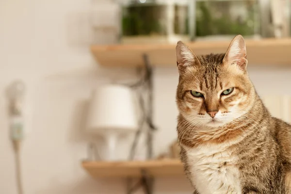 Angry Cat Face, Close Up, Looking Straight into Camera Stock Image