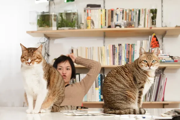 Katter och kvinna — Stockfoto