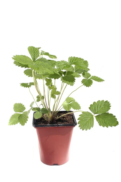 stock image Srawberry plan (Fragaria vesca) isolated on white