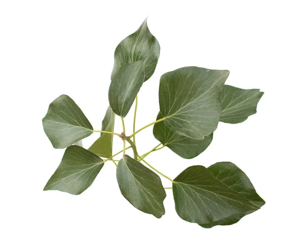 Gröna ivy isolerad på vit — Stockfoto
