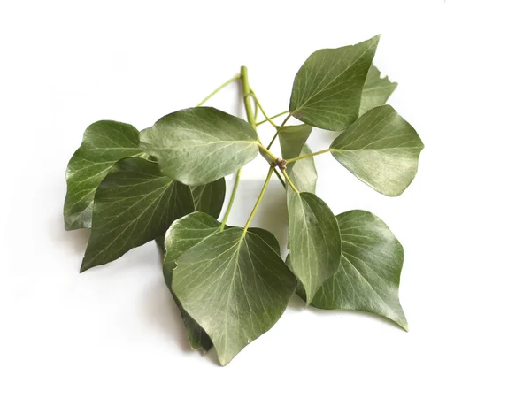 Gröna Ivy Isolerad Vit — Stockfoto