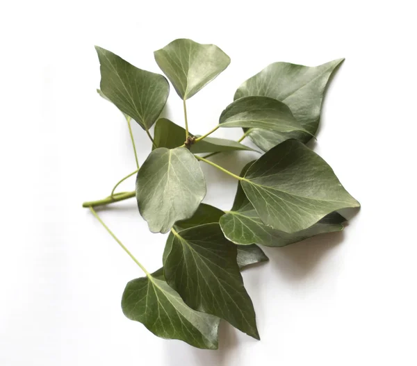Zelená Ivy Izolovaných Bílém — Stock fotografie