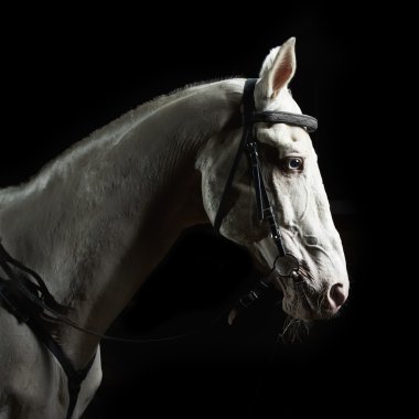 Closeup portrait white horse in the dark clipart