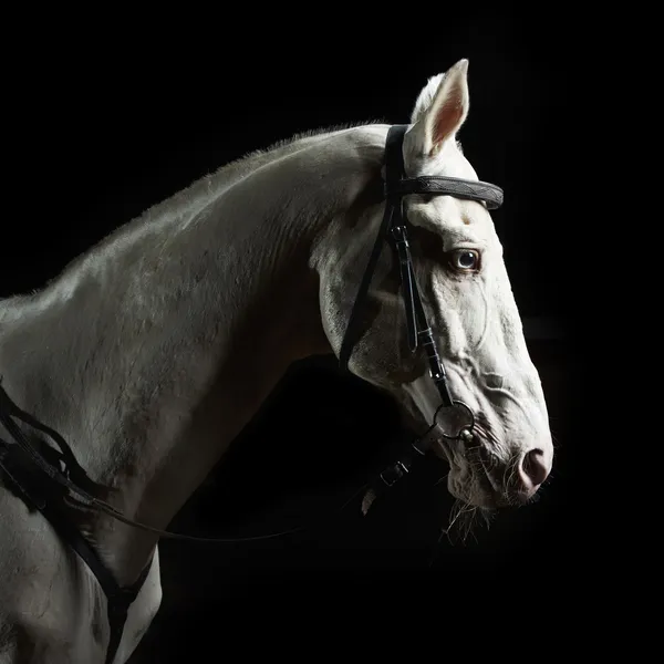 Closeup Portrait White Horse Dark — Stock Photo, Image