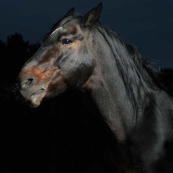 Nahaufnahme Porträt Schwarzes Pferd Dunkeln — Stockfoto
