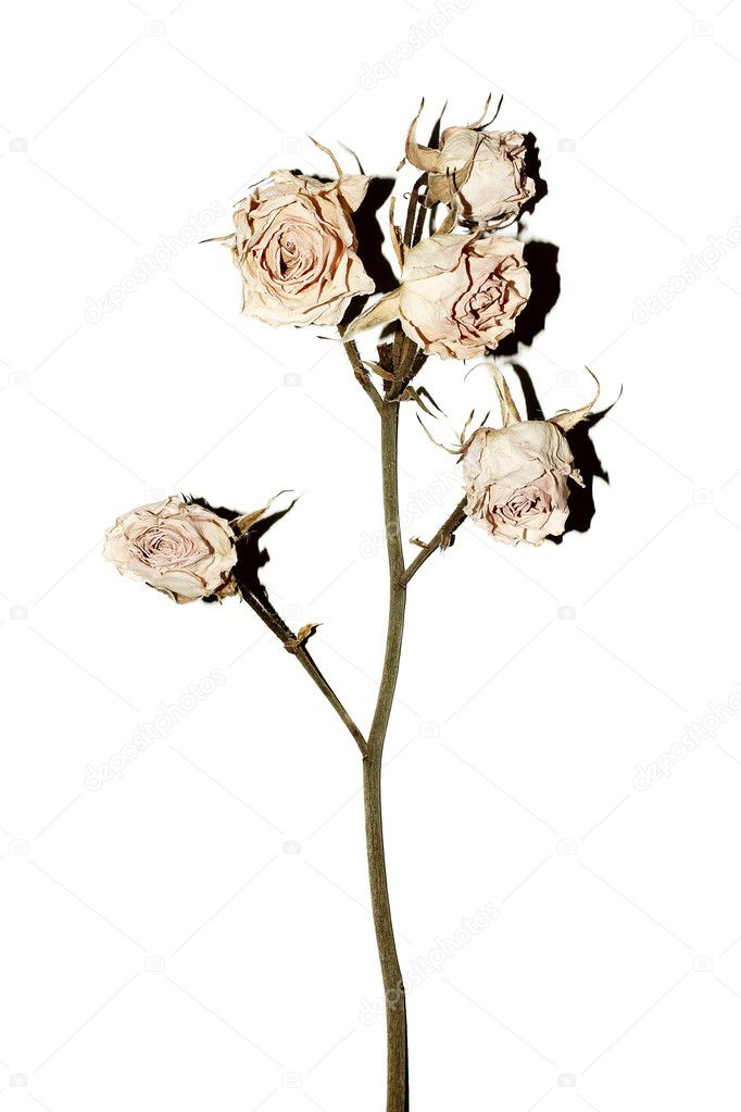 Vintage rose. rose flower closeup on a white background