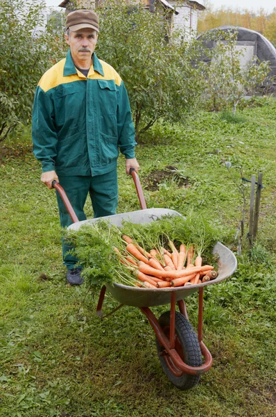 Тачка с морковью — стоковое фото
