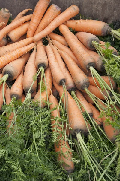 Carrots with a tops of vegetable — Stock Photo, Image