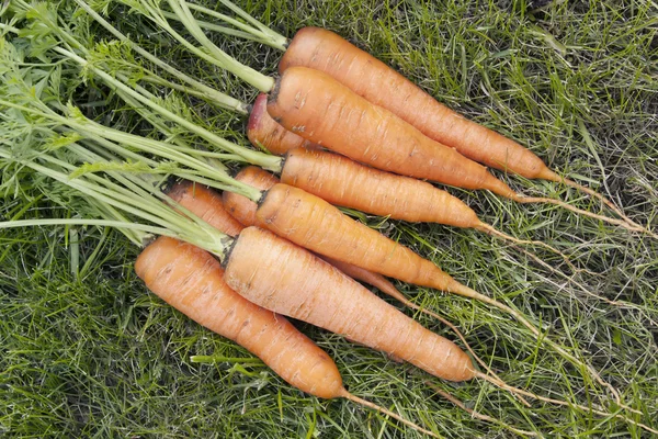Carrots with a tops of vegetable — Stock Photo, Image