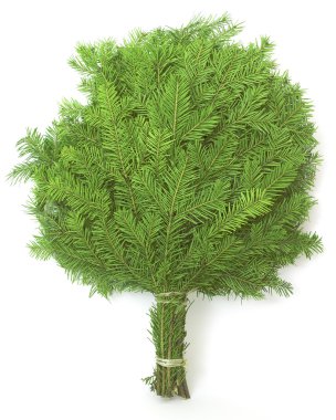 Broom of the needles clipart