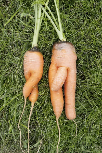 Carrots. Girl and boy — Stock Photo, Image
