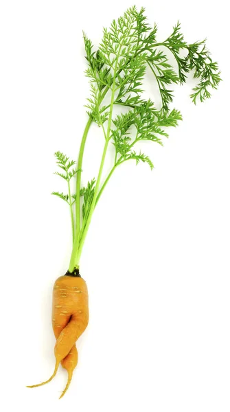 Carrot-girl — Stock Photo, Image