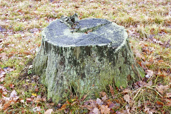 Old stump — Stock Photo, Image