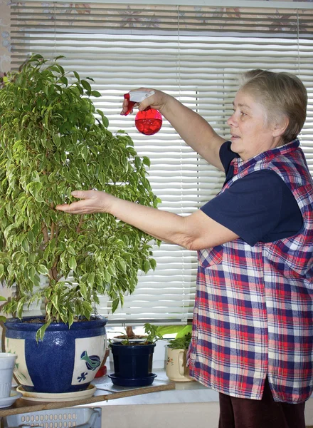 Η ηλικιωμένη γυναίκα ψεκάζει φυτών — Φωτογραφία Αρχείου