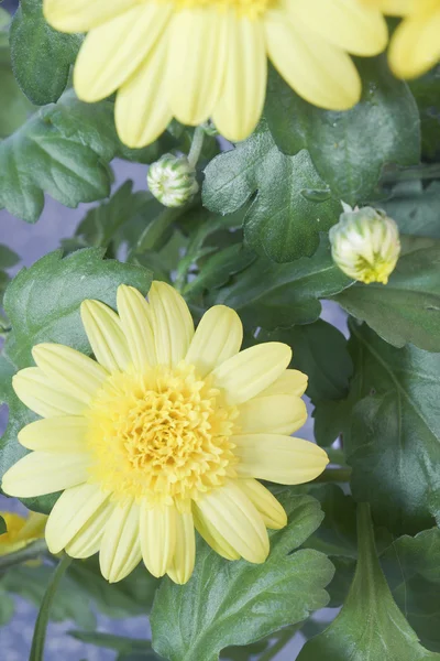 Домашние растения с желтыми цветами и почками — стоковое фото