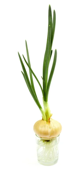 stock image Sprouting onions