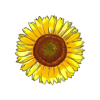 Sunflower clipart