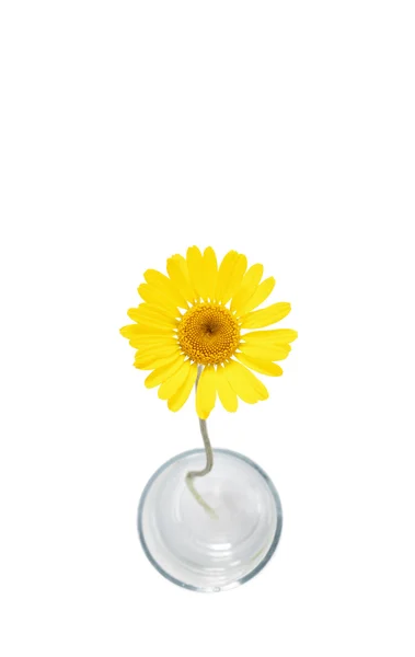 Κίτρινο λουλούδι — Φωτογραφία Αρχείου