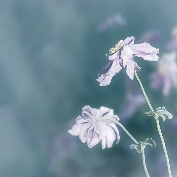 Blume auf Eis — Stockfoto