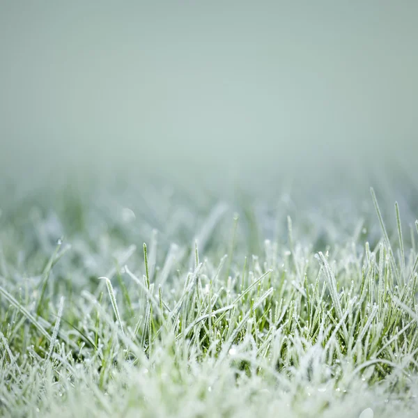 Buzda çimen — Stok fotoğraf