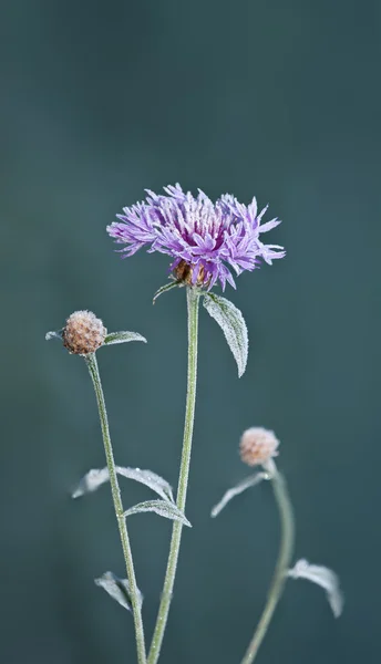 Kwiat na lodzie — Zdjęcie stockowe