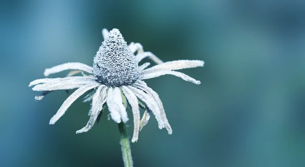 Цветок на льду — стоковое фото