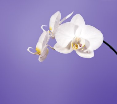 Orchid clipart