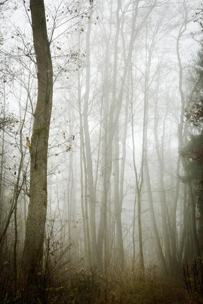 Nebel — Photo