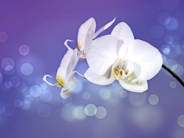 Orchid clipart