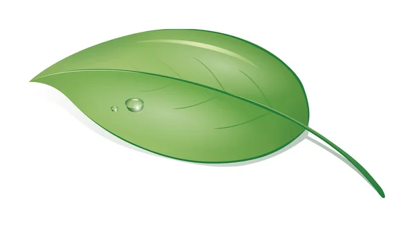 Image Green Leaf Drops — Stock Photo, Image
