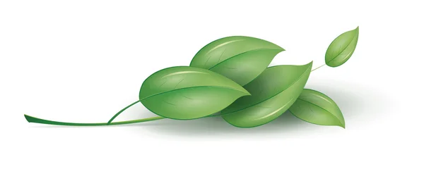 素敵な緑の植物のイメージ — ストック写真