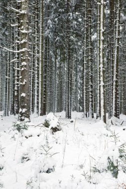 derin kış snowy orman görüntüsü