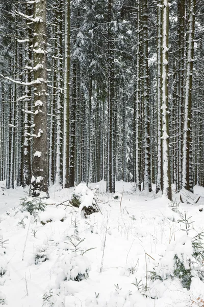 深い冬の雪に覆われた森のイメージ — ストック写真