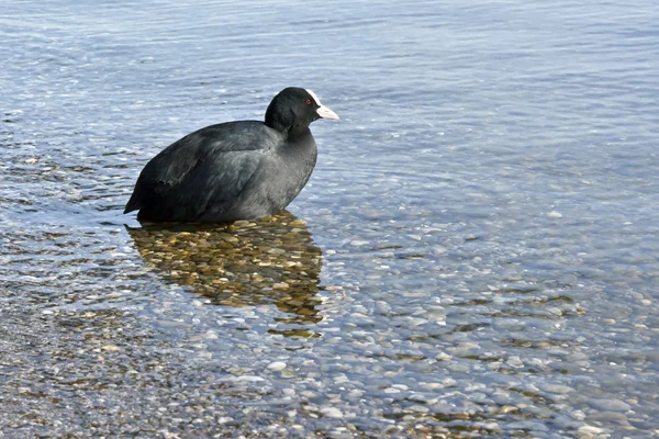 一种图像的黑色水鸟云玛瑙螺 Atra — 图库照片