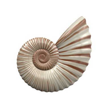 Sea shell clipart