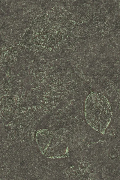 Окаменелый лист — стоковое фото